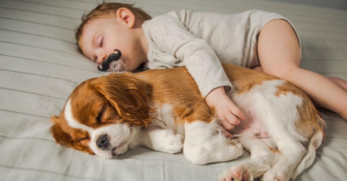 Introduce Your Dog to a Baby