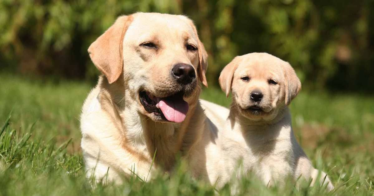 Introduce A New Puppy To Your Older Dog